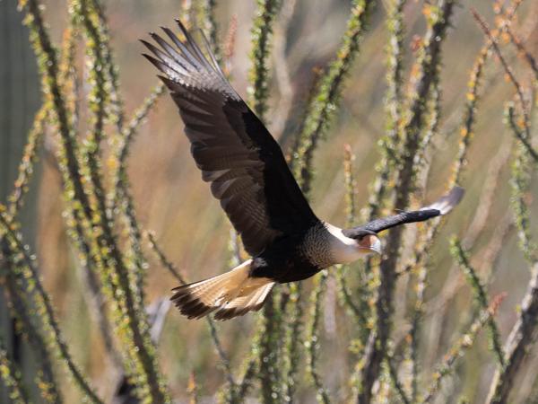 <h3><a href="/trips/Tucson_2023/biota/animalia/chordata/aves/018 falconiformes/001 falconidae/caracara cheriway/caracara cheriway-nl.html">Caracara&nbsp;cheriway</a> / Northern&nbsp;crested&nbsp;caracara / Noordelijke&nbsp;kuifcaracara</h3>OM-1 met OLYMPUS M.300mm F4.0, 1/1000 sec  bij F4.0, ISO 250, afstand 38.5&nbsp;m